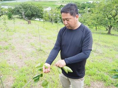 地元住民らと柿の葉を収穫 ビジネス香川