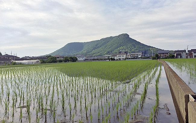 初夏の水田