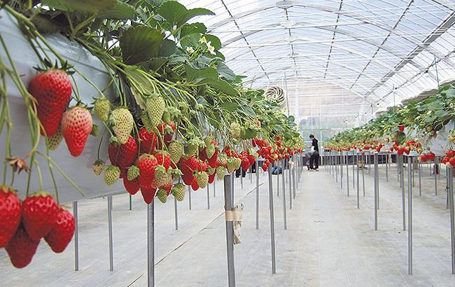 イチゴ高設栽培の風景
