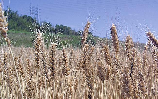 麦秋至に色づく小麦