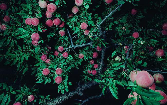 《女神と男神が桃の木の下で別れる：川中島》（部分） 2016年 作者蔵