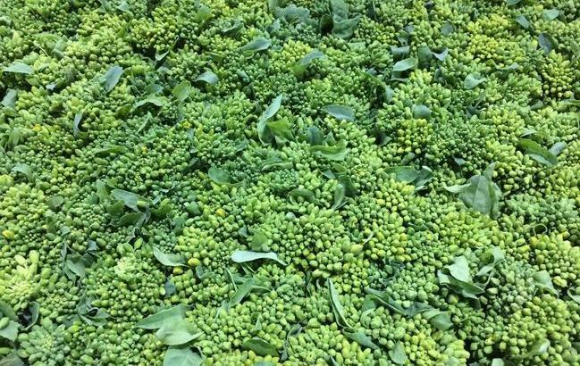 出荷用の箱に並べられたナバナ