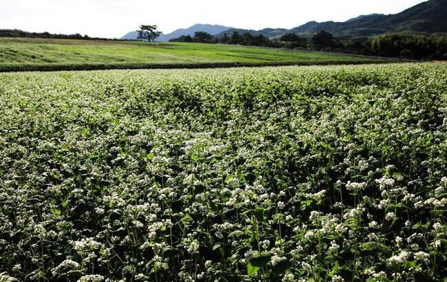 ソバの花＜提供：（公社）香川県観光協会＞