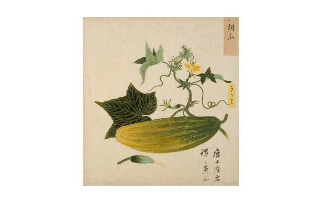 博物図譜に見る讃岐の野菜 キュウリ ビジネス香川
