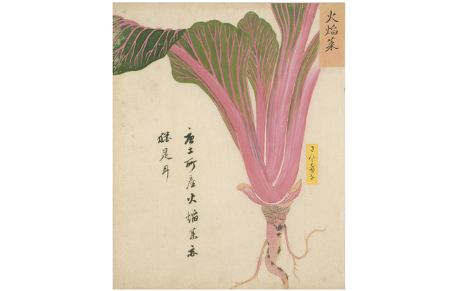 香川県指定有形文化財「写生画帖 菜蔬 表2 」（部分） 高松松平家歴史資料（香川県立ミュージアム保管）