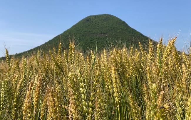 香川県に来て初めて麦畑を見ました！