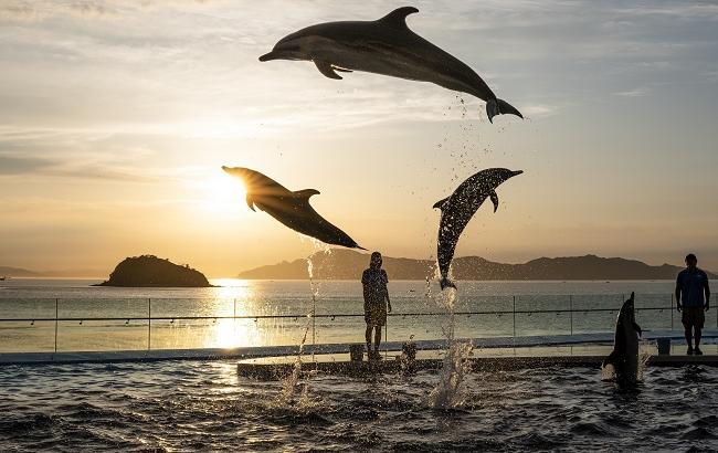 画像提供：四国水族館