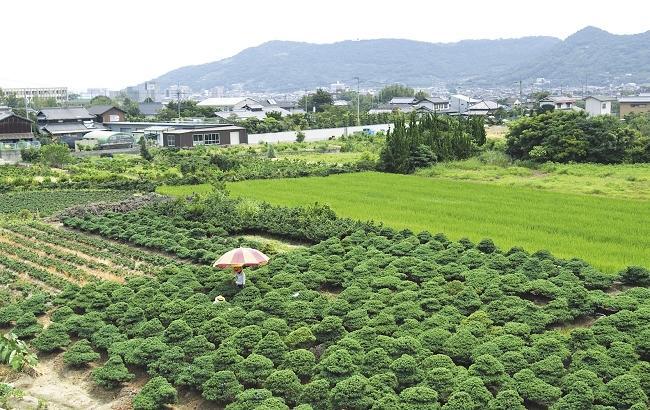 松盆栽の畑