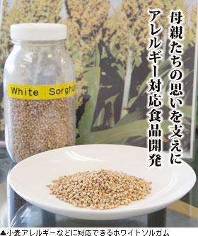 ▲小麦アレルギーなどに対応できるホワイトソルガム