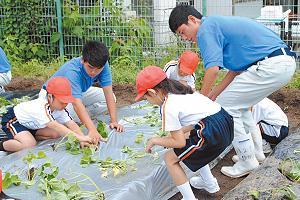 天候に恵まれた今年の「サツマイモの苗の植え付け体験」。 中には自分が小学生の時に同じ場所で体験したという生徒も