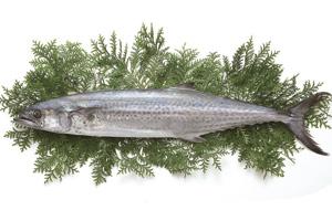 鰆/写真提供:香川県県産品振興課