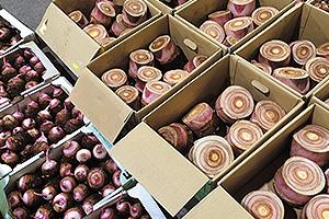 市場に出荷されるセレベス(左:小芋、右:親イモ)