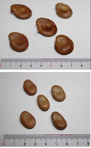 上が一般的な「一寸そら豆」、下が「讃岐長さやそら豆(大野豆)」