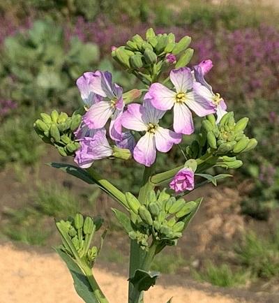 ダイコンの花