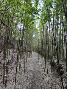 鴻池朋子氏の作品「リングワンデルング」における途上の小道