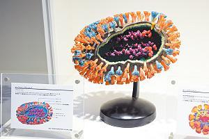 インフルエンザウイルスの模型