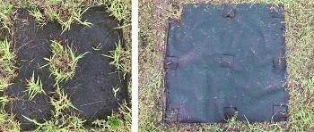 実験の様子。38カ月経過後の一般的な防草シート（左）とハヤサン施工（右）