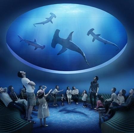 「神無月の景」はアカシュモクザメの特徴的なシルエットを見上げる展示スタイル