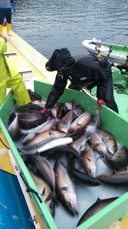 輸送を支援したカンパチ