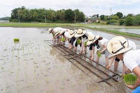 ライスフォースの原料となる「おいでまい」の田植えの様子＝綾川町