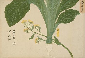 香川県指定有形文化財「写生画帖 菜蔬 裏7」 高松松平家歴史資料(香川県立ミュージアム保管)