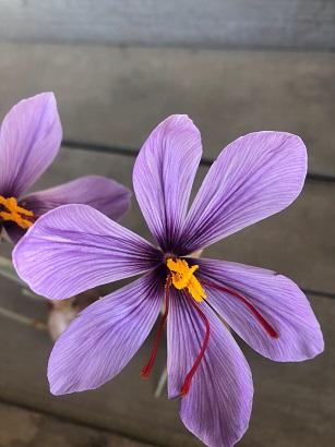 サフランの花