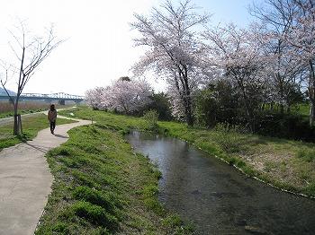 重信川の自然再生事業