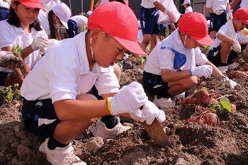 小学生がサツマイモの収穫を体験