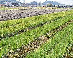 ネギやナスを栽培する麺やファーム林田農場 =坂出市林田町