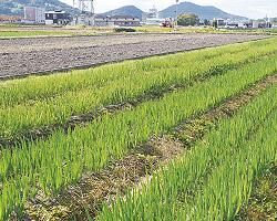 ネギやナスを栽培する麺やファーム林田農場 ＝坂出市林田町 