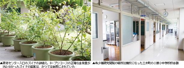 ▲研修センター入口のズイナの鉢植え。Dープシコースの正確な含有量が3%と分かったズイナの若葉は、かつては食用にされていた ▲希少糖研究開発の場所は廃校になった三木町の小蓑小中学校校舎跡 ◆写真撮影 フォトグラファー太田 亮